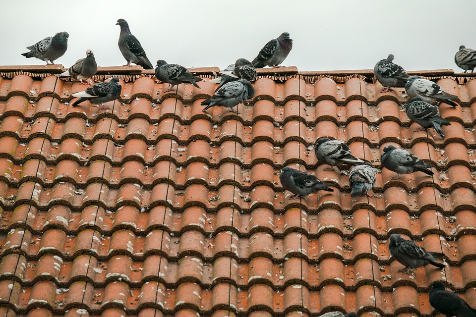 Control profesional de palomas